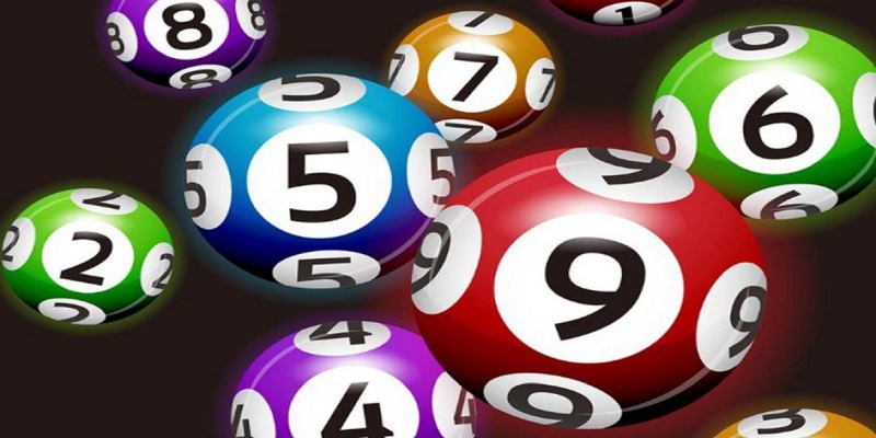 Khái quát nuôi song thủ lô khung 7 ngày